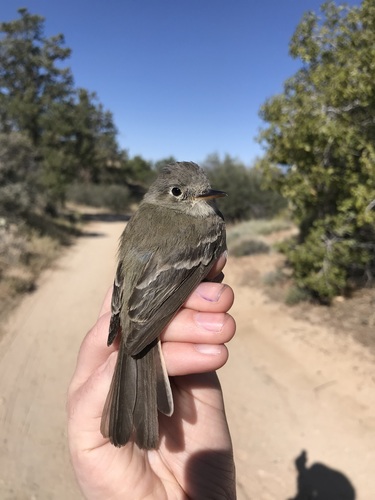 iNaturalist observation photo of Dusky Flycatcher