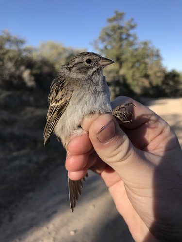 iNaturalist observation photo of Brewer's Sparrow