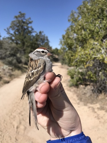 iNaturalist observation photo of Chipping Sparrow