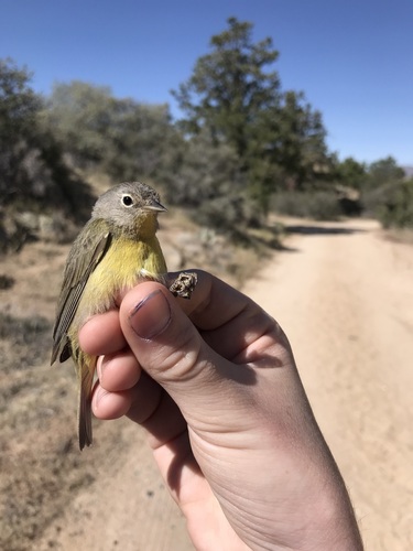 iNaturalist observation photo of Nashville Warbler