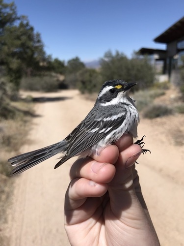 iNaturalist observation photo of Black-throated Gray Warbler