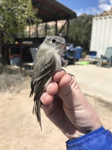 iNaturalist observation photo of Gray Flycatcher