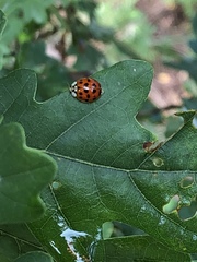Harmonia axyridis