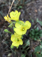 Oenothera biennis
