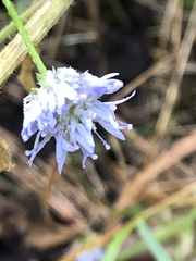 Jasione montana