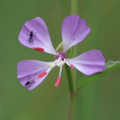 Campo clarkia (Clarkia delicata)