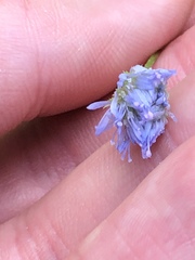 Jasione montana