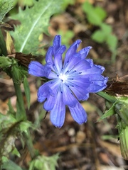 Cichorium intybus