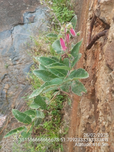 Sinningia sellovii