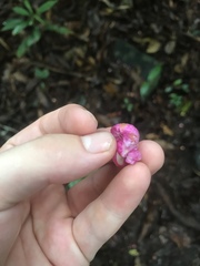 Couratari guianensis