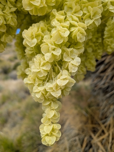 Image of Nolina parryi by (c) Ken-ichi Ueda, some rights reserved (CC BY)