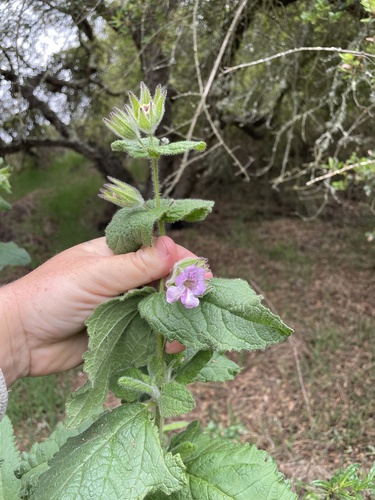 fragrant pitcher sage (Lepechinia fragrans)