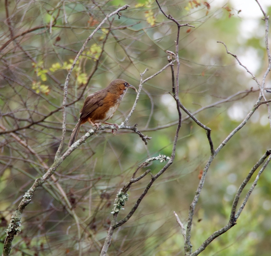 Rusty-cheeked Scimitar Babbler