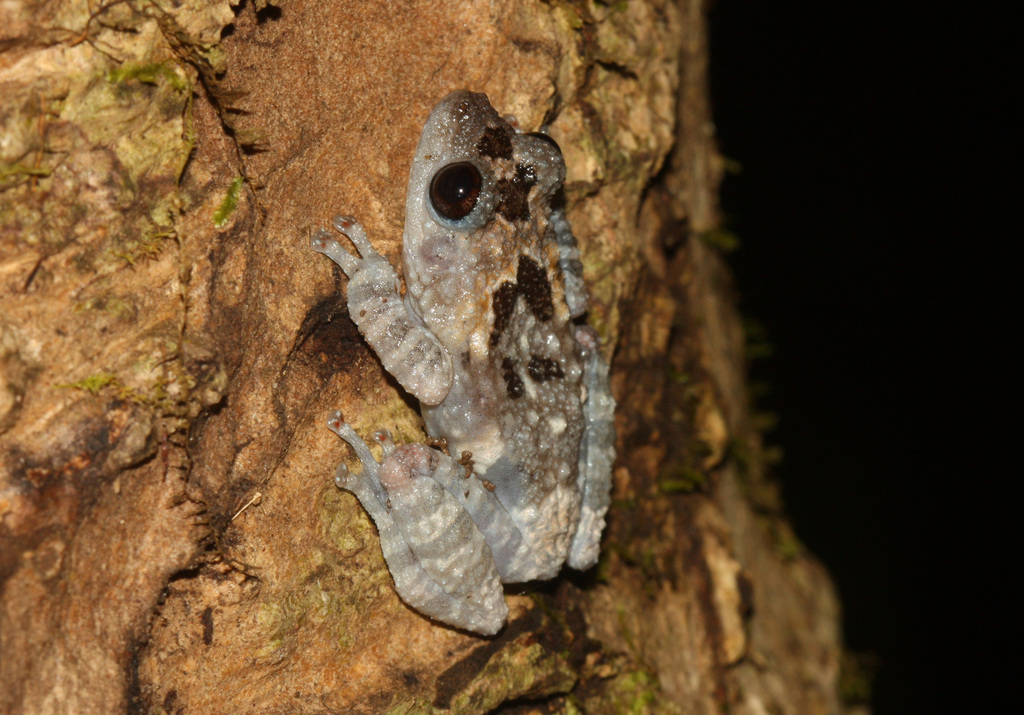 South-Vietnamese Bug-Eyed Frog