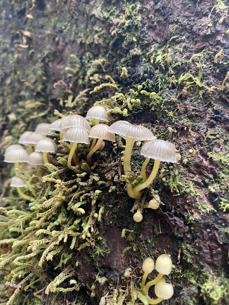 Mycena subviscosa · April 2025 · photo: © bryn98283 (iNaturalist, cc0)