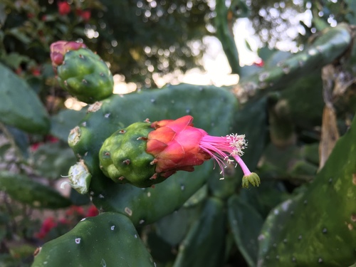 Opuntia karwinskiana