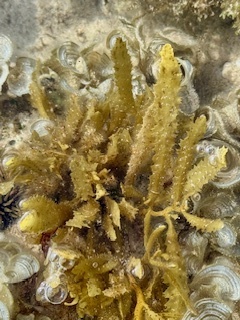 Sargassum echinocarpum observed 2025-04-27