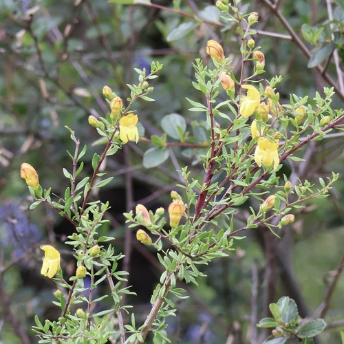 Image of Keckiella antirrhinoides by no rights reserved