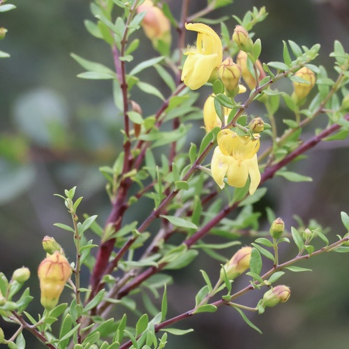 Image of Keckiella antirrhinoides by no rights reserved