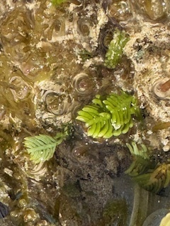 Caulerpa sertularioides observed 2025-04-27