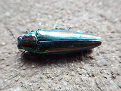 Chrysochroa fulgidissima