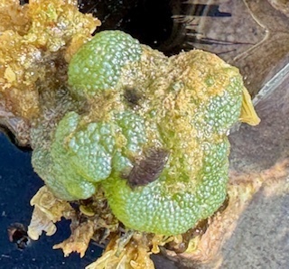 Dictyosphaeria versluysii observed 2025-04-27