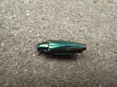 Chrysochroa fulgidissima