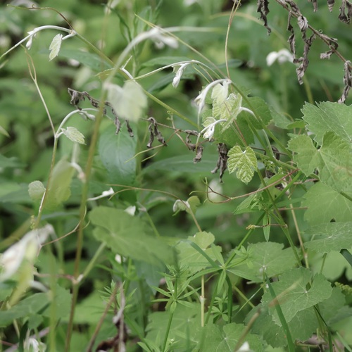 Image of Vitis girdiana by no rights reserved