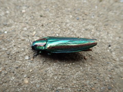 Chrysochroa fulgidissima