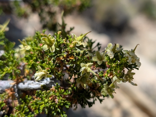 Image of Purshia glandulosa by (c) Ken-ichi Ueda, some rights reserved (CC BY)