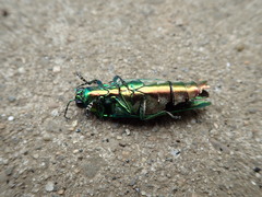 Chrysochroa fulgidissima