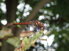 Sympetrum darwinianum