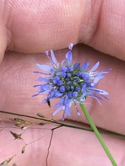 Jasione montana