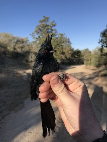 iNaturalist observation photo of Phainopepla