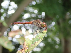 Sympetrum darwinianum