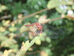 Sympetrum darwinianum