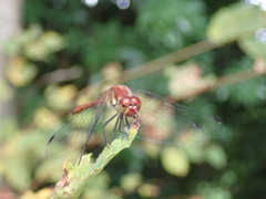 Sympetrum darwinianum