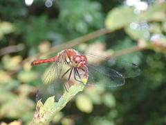 Sympetrum darwinianum