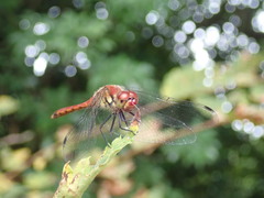 Sympetrum darwinianum