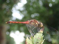 Sympetrum darwinianum