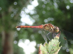 Sympetrum darwinianum