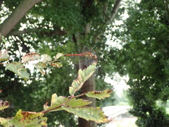 Sympetrum darwinianum