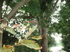 Sympetrum darwinianum