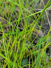 Eleocharis nitida