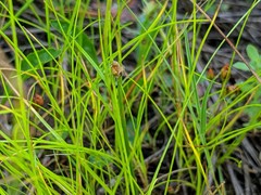 Eleocharis nitida