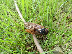 Graptopsaltria nigrofuscata