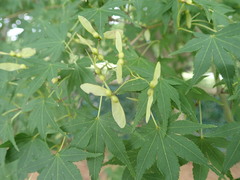 Acer palmatum