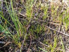 Eleocharis nitida