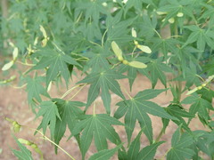 Acer palmatum