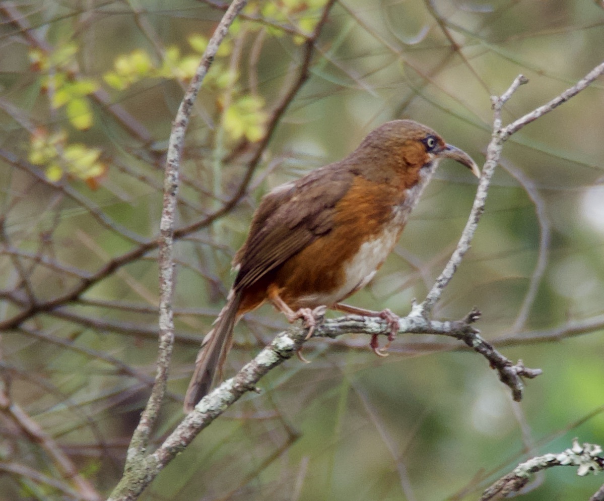 Rusty-cheeked Scimitar Babbler